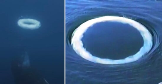 A circular underwater bubble ring rises through dark blue water on the left, while a close-up on the right shows a foam-edged, white ring floating on a calm water surface.