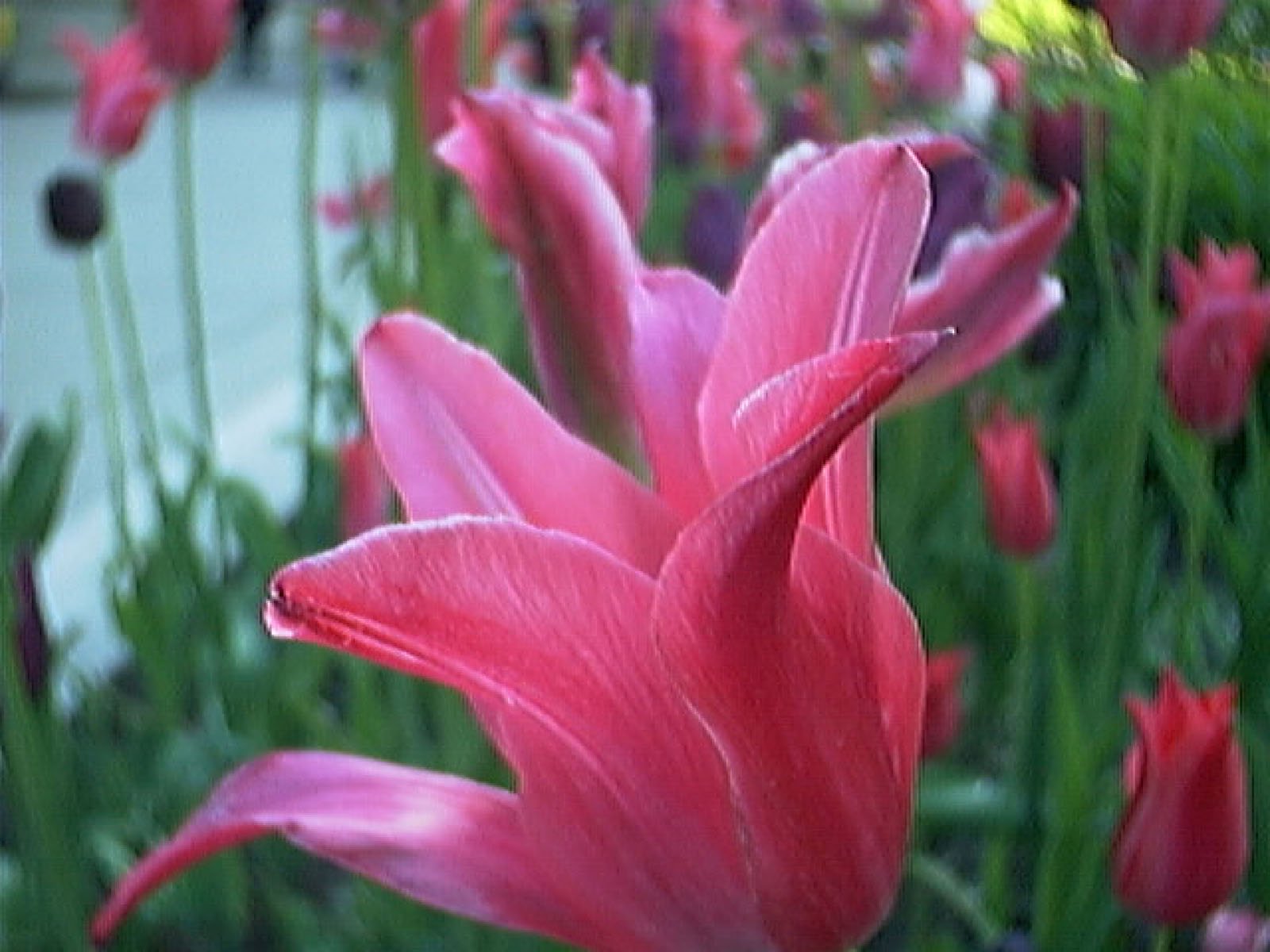 Close-up of vibrant pink tulips with elongated petals, surrounded by more tulips and green stems in the background. The image is slightly out of focus, emphasizing the foreground flower.