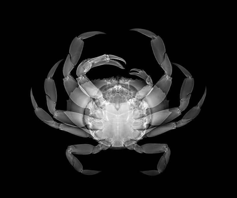 X-ray image of a crab, showing its exoskeleton, claws, legs, and internal structure in white against a black background. The crab appears symmetrical with one raised claw.