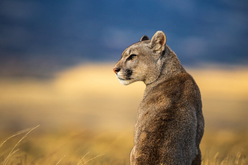 A puma sits in tall grass, gazing into the distance, with a blurred yellow and blue background suggesting open plains and sky.