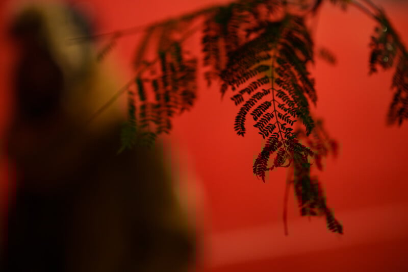Close-up of delicate fern leaves in focus against a blurred red background, with an indistinct figure in the distance.