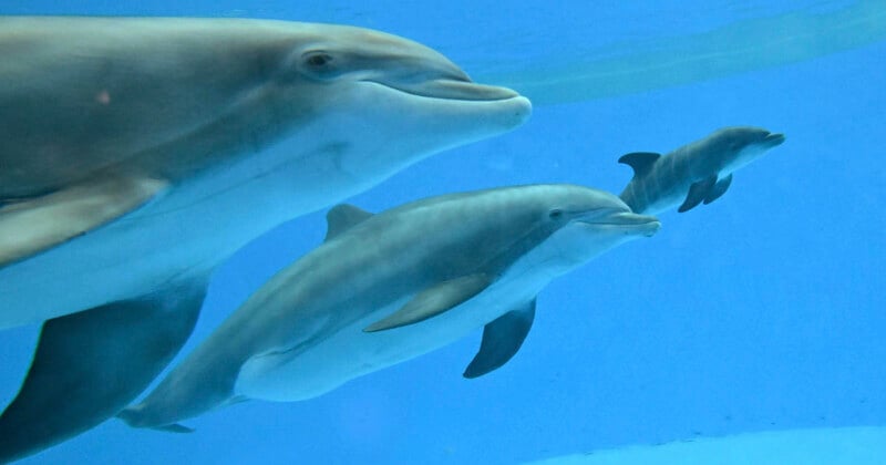 Three dolphins swim together underwater in a clear blue environment, with one adult dolphin and two smaller dolphins close by its side.