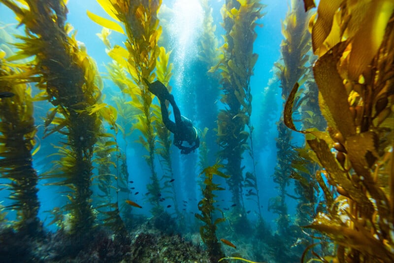 A scuba diver swims underwater among tall, golden-green kelp plants in clear blue water, surrounded by small fish and sunlight streaming down from above.