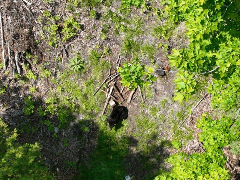 Aerial view of a small black bear sitting on the ground in a forest clearing, surrounded by green foliage and scattered branches.