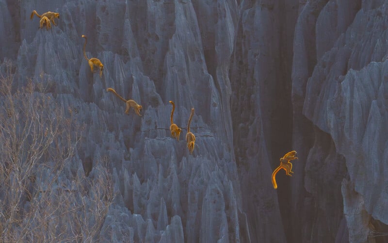Seven golden monkeys climb and leap across sharp, gray limestone cliffs. One monkey is airborne mid-jump, while others walk, climb, or perch amid the jagged rocks. Sparse branches are visible in the lower left corner.