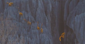Several lemurs with orange tails climb and leap across sharp, jagged gray rock formations, with one lemur mid-air on the right side of the image. Sparse branches are visible in the bottom left corner.