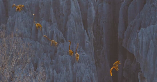 Several lemurs with orange tails climb and leap across sharp, jagged gray rock formations, with one lemur mid-air on the right side of the image. Sparse branches are visible in the bottom left corner.