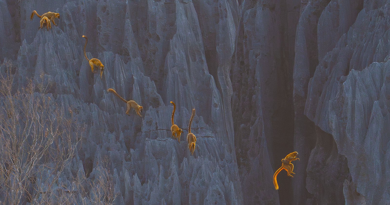 Several lemurs with orange tails climb and leap across sharp, jagged gray rock formations, with one lemur mid-air on the right side of the image. Sparse branches are visible in the bottom left corner.