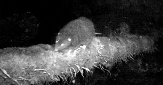 A black-and-white night vision image shows a rodent with glowing eyes walking along a mossy, root-covered log in the dark.