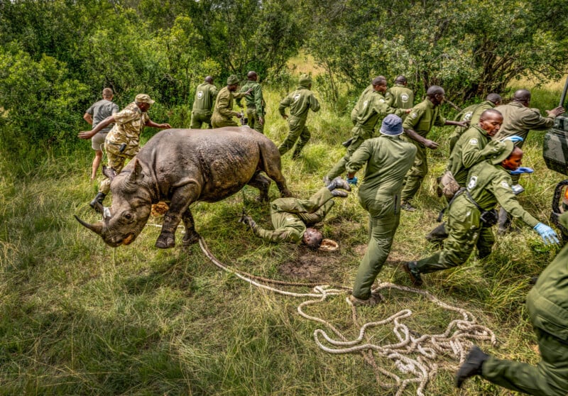 A group of people in green uniforms surround a rhinoceros in tall grass. Some hold ropes, while one person has fallen near the animal. The scene appears tense, with people moving quickly. Dense greenery is in the background.