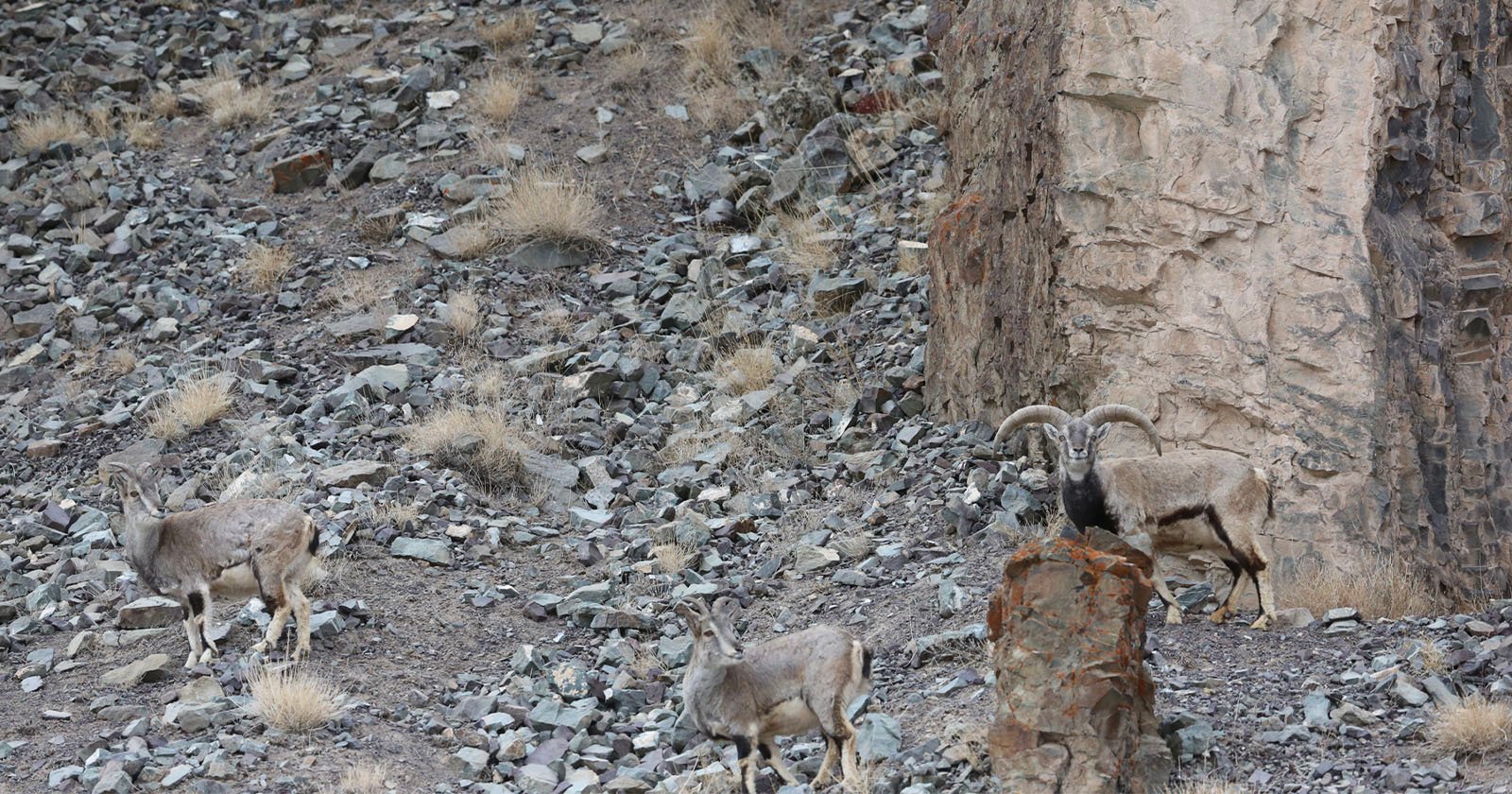 Photographer’s Viral Image of a Snow Leopard is Her Most Famous, But Can You Spot It?