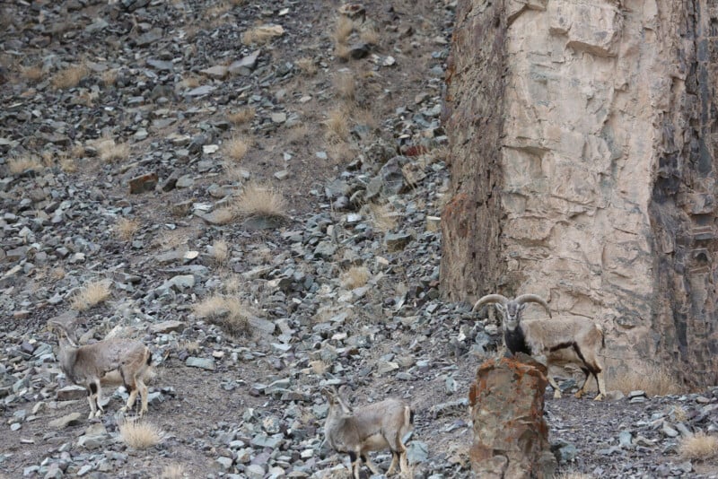 Three wild mountain goats with brown fur stand on rocky terrain near a large cliff. Their coloring blends in with the rocks and sparse tufts of grass, making them difficult to spot.