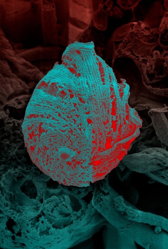 A brightly colored, textured sphere with intricate patterns is magnified under a microscope, appearing turquoise and red against a similarly patterned background.