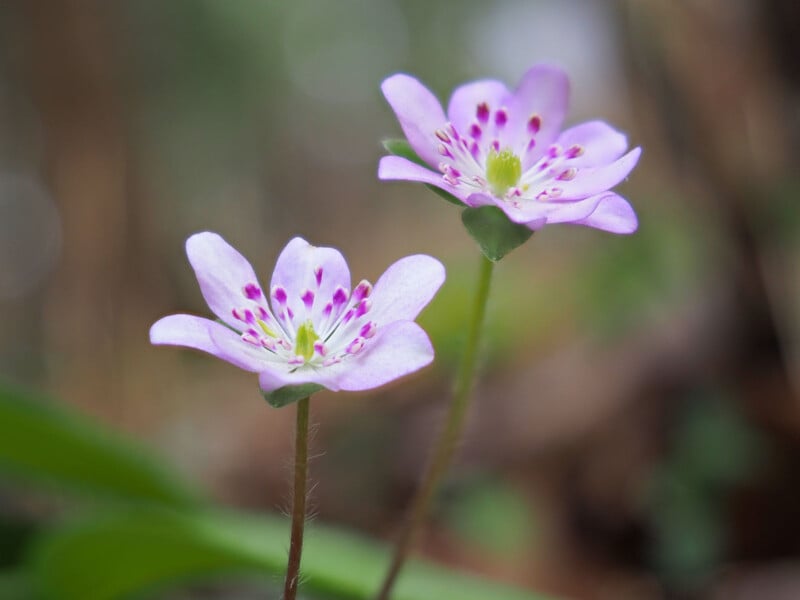Two delicate, light purple wildflowers with green centers and vibrant purple stamens stand side by side against a soft-focus natural background.