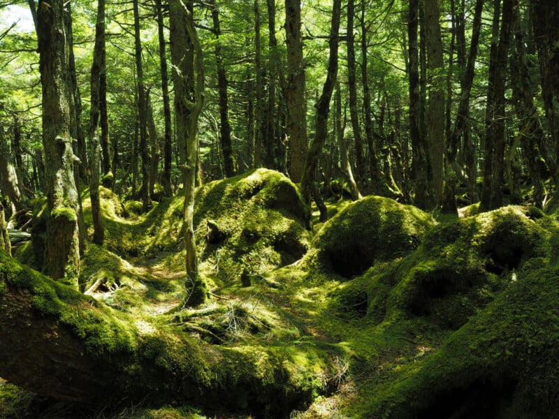 Sunlight filters through dense, tall trees in a lush forest. The moss-covered ground is uneven with mounds and tree roots, creating a mystical and serene atmosphere. Shadows and light play across the vibrant green landscape.