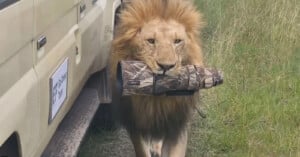 A lion walks beside a safari vehicle, carrying a camouflage-patterned camera lens cover in its mouth across grassy terrain.