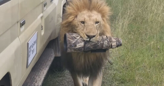A lion walks beside a safari vehicle, carrying a camouflage-patterned camera lens cover in its mouth across grassy terrain.