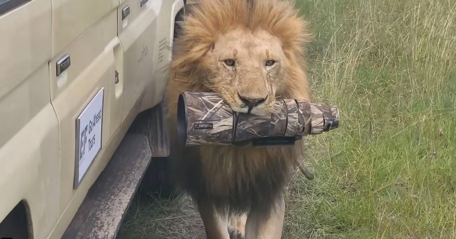 Lion Steals Photographer’s Camera Lens