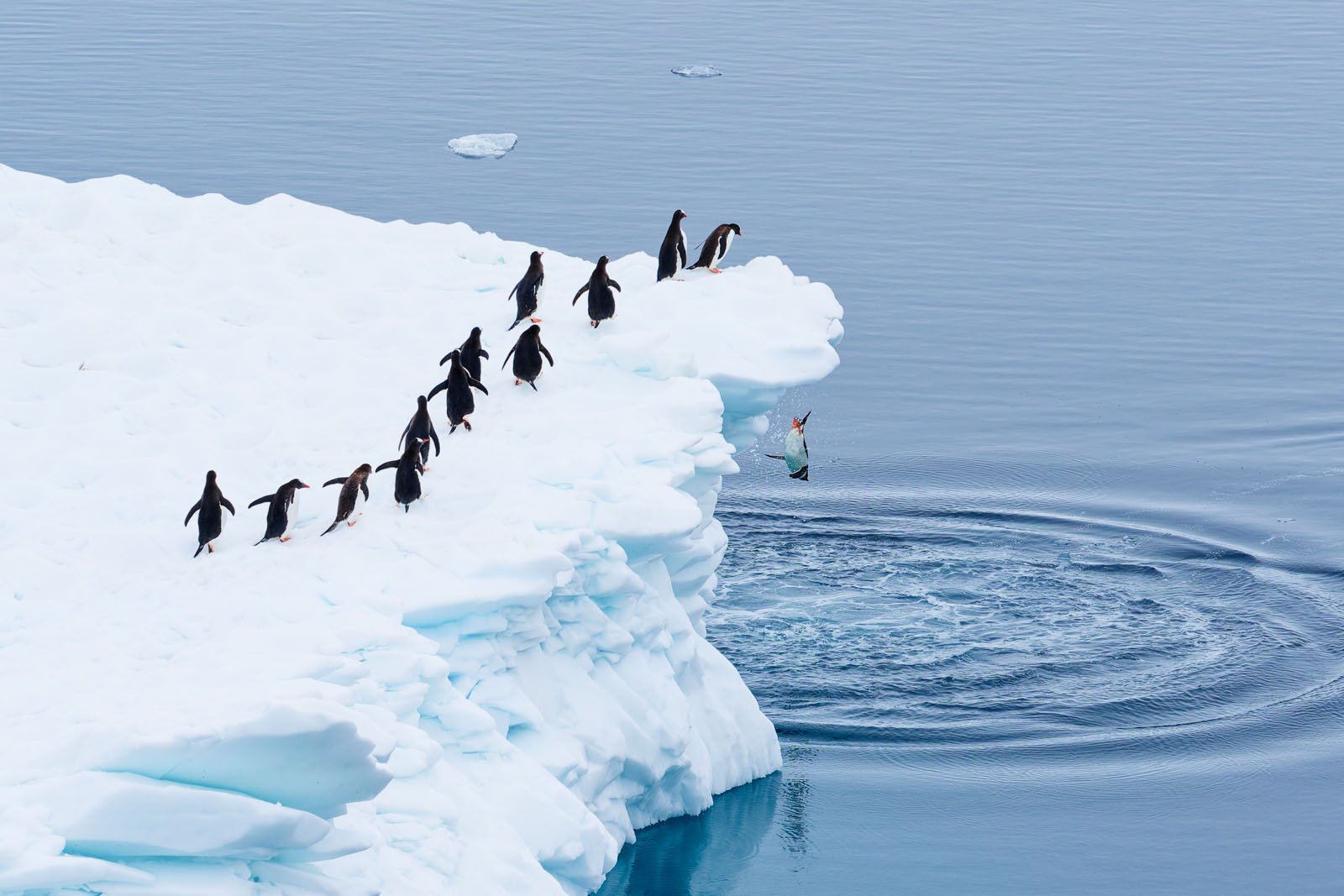 A group of penguins stands on the edge of an icy cliff, with one penguin mid-air diving into the blue ocean below, creating ripples in the calm water.