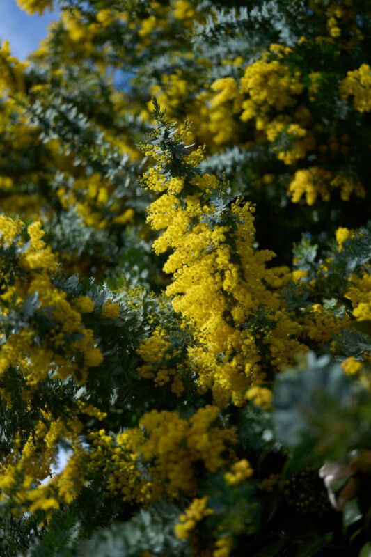 Bright yellow mimosa flowers bloom densely on green branches under sunlight, with a soft blue sky visible in the background.