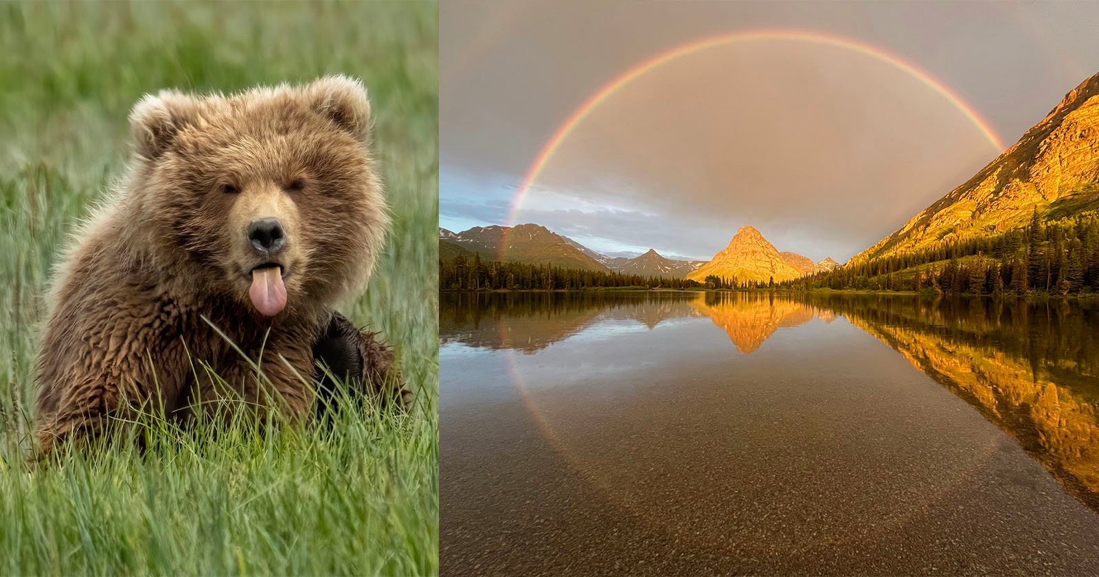 A brown bear cub sticks out its tongue while lying in green grass, next to a serene lake scene with mountains, trees, and a full rainbow reflected in the water under a partly cloudy sky.