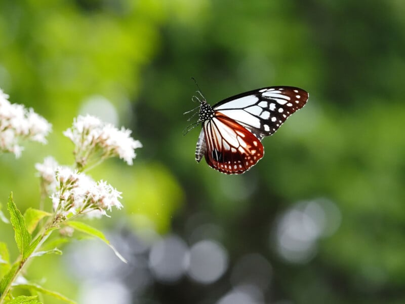 A black, white, and orange butterfly hovers near a cluster of small white flowers, set against a blurred green foliage background.
