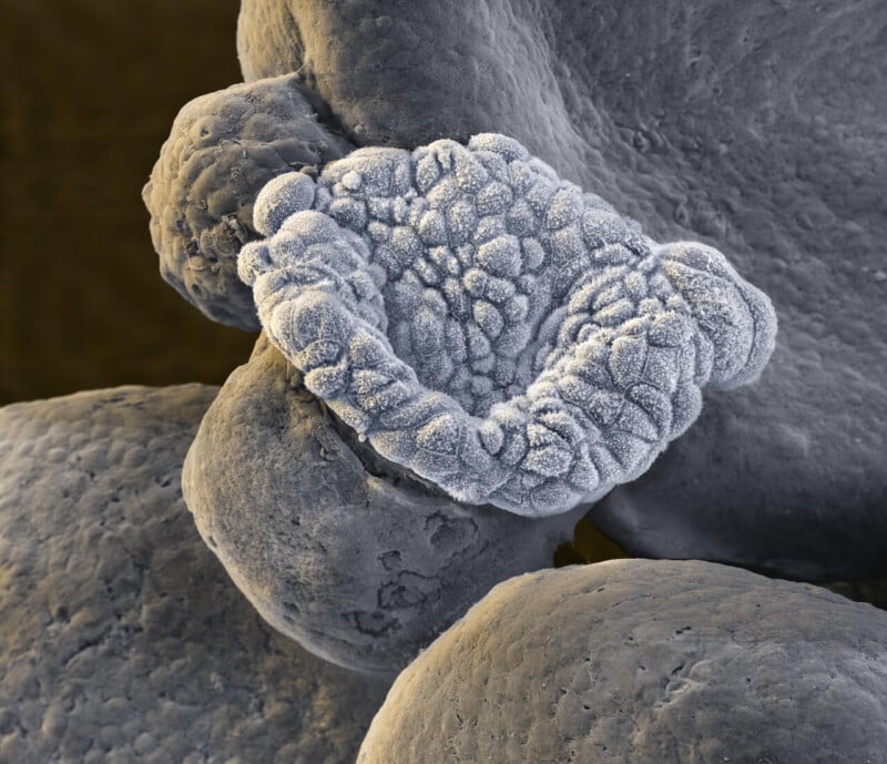 A highly magnified image of a plant flower bud shows a textured, rounded structure with tightly packed, bumpy surfaces, appearing grayish and intricate against a blurred background.