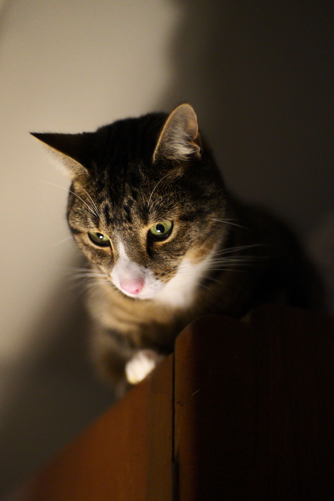 A brown and white tabby cat with green eyes looks down intently from a wooden surface, illuminated by soft light, casting a shadow on the wall behind.