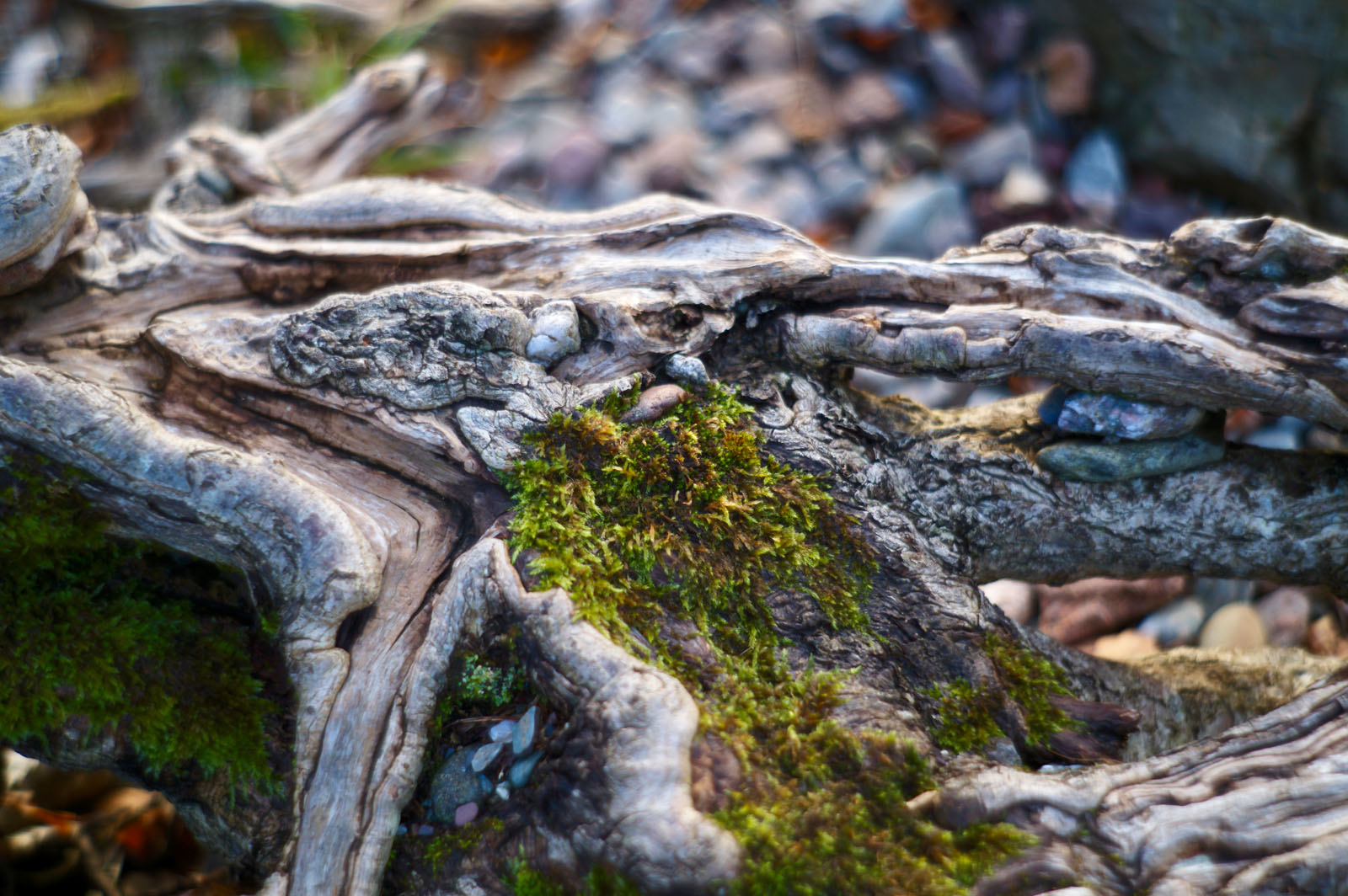 Close-up of a weathered tree root with patches of green moss growing on it, surrounded by small rocks and blurred natural background.