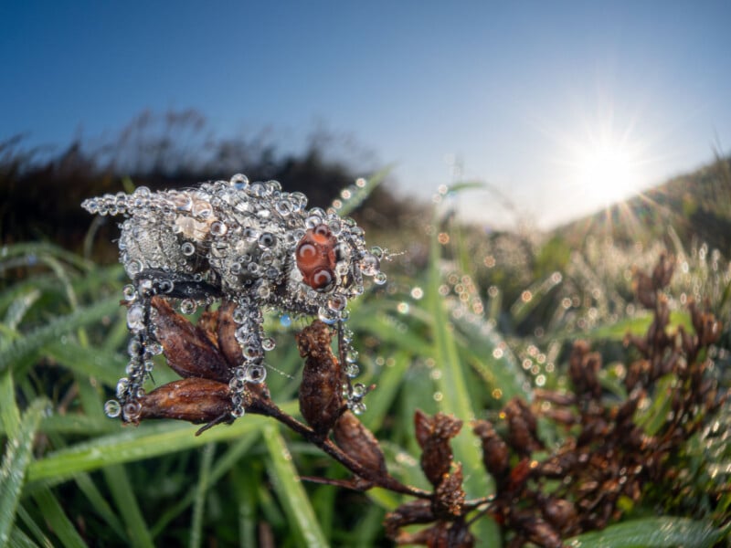 A close-up of a fly covered in dewdrops perched on a plant, with sunlight shining brightly in the background over a field of green grass and blurred foliage.