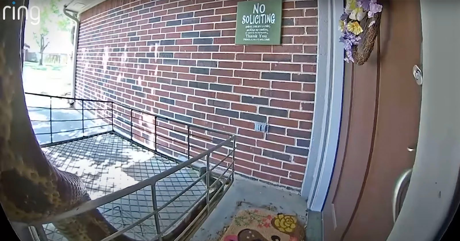 Woman Shocked After Beast Triggers Doorbell Camera