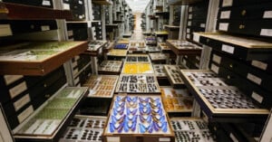 Rows of open drawers display organized collections of colorful butterflies and insects in a museum or scientific archive, with black storage cabinets lining both sides of the aisle.