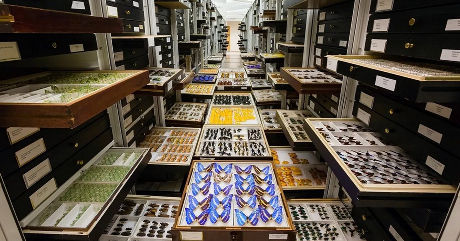 Smithsonian to Photograph 200,000 Insects With Custom Conveyor System