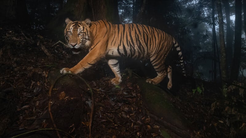 A tiger with orange fur and black stripes walks through a dark, dense forest at night, its gaze directed toward the camera. The ground is covered with leaves and roots, and mist lingers among the trees.