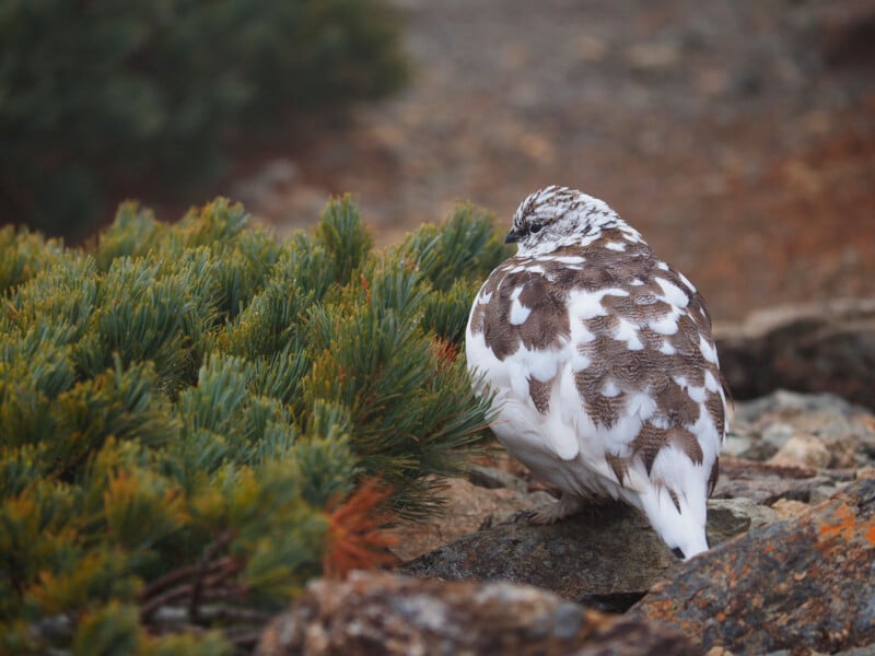 A ptarmigan with mottled brown and white plumage stands on rocky ground beside green shrubs, blending into its natural surroundings.
