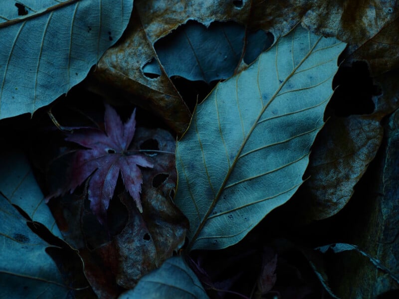 A close-up of several dried leaves in shades of blue, brown, and purple, with visible veins and textures, creating a moody and detailed autumnal scene.
