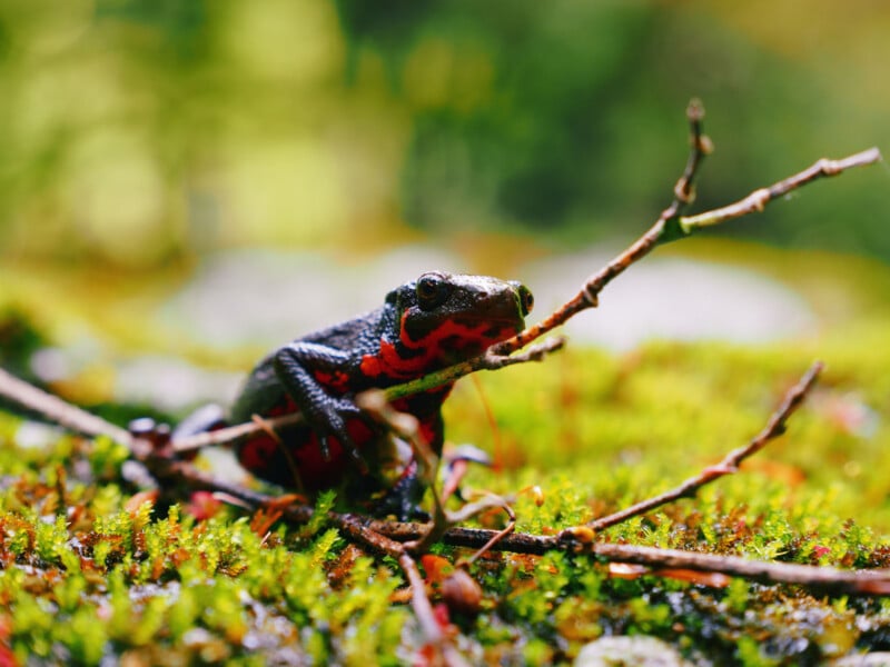 A brightly colored black and red frog sits on mossy ground, partially obscured by thin twigs, with a blurred green and yellow background.