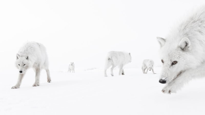 A pack of five white Arctic wolves stands and walks across a snowy, white landscape, blending into the background. One wolf is close to the camera, looking forward, while others are scattered in the distance.