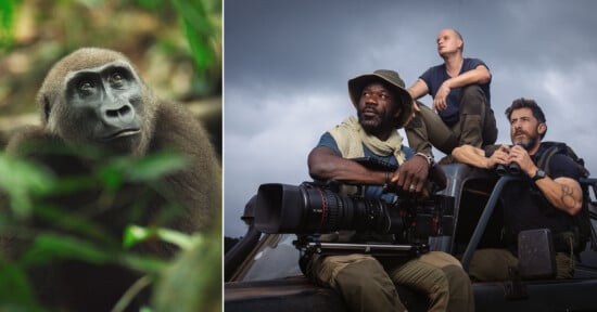 On the left, a close-up of a gorilla amidst green foliage. On the right, three filmmakers sit on a vehicle under a cloudy sky, one holding a large camera, all looking thoughtfully into the distance.