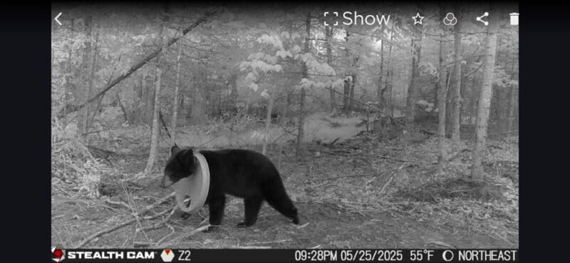 A black bear with a large plastic container stuck on its neck walks through a wooded area at night, captured by a trail camera. The image shows temperature and date information at the bottom.