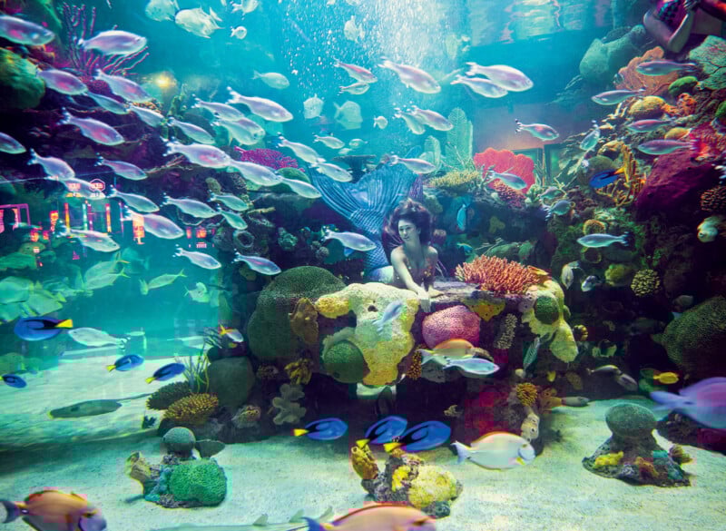 A woman in a mermaid costume sits among colorful coral and rocks inside a large aquarium, surrounded by many fish swimming in clear blue water.