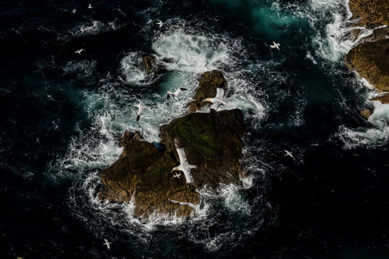 Aerial view of ocean waves crashing against jagged rocks with several white seabirds flying above the turbulent water.