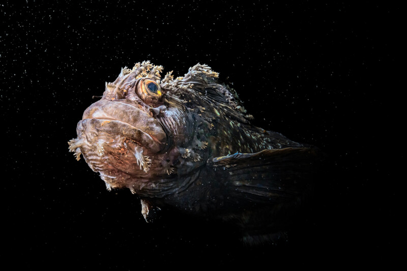 A close-up of a sculpin fish with textured skin and protruding lips, set against a black background with floating particles, highlighting its unique features.