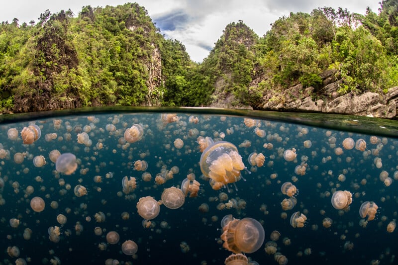 Hundreds of jellyfish float in clear, dark blue water beneath a split view of lush, green, rocky cliffs and a cloudy sky. The photo captures both underwater and landscape scenery.