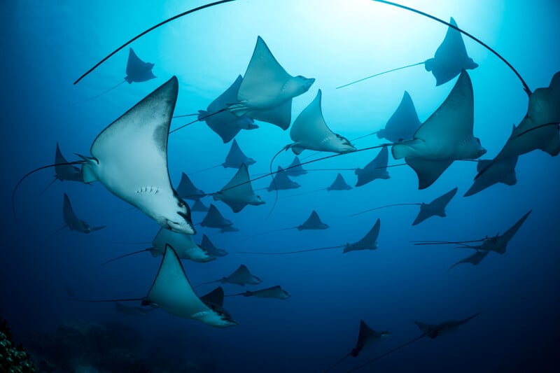A large school of eagle rays swims gracefully through the blue ocean, their long tails trailing behind, illuminated by sunlight filtering from above.