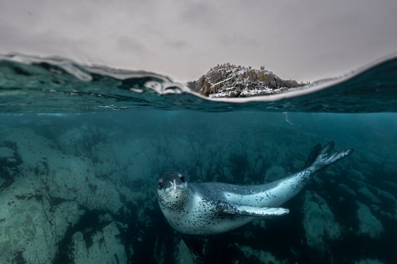 A spotted seal swims underwater near rocky terrain, with the waterline dividing the photo; above water, an overcast sky and snow-dusted rocks are visible in the background.