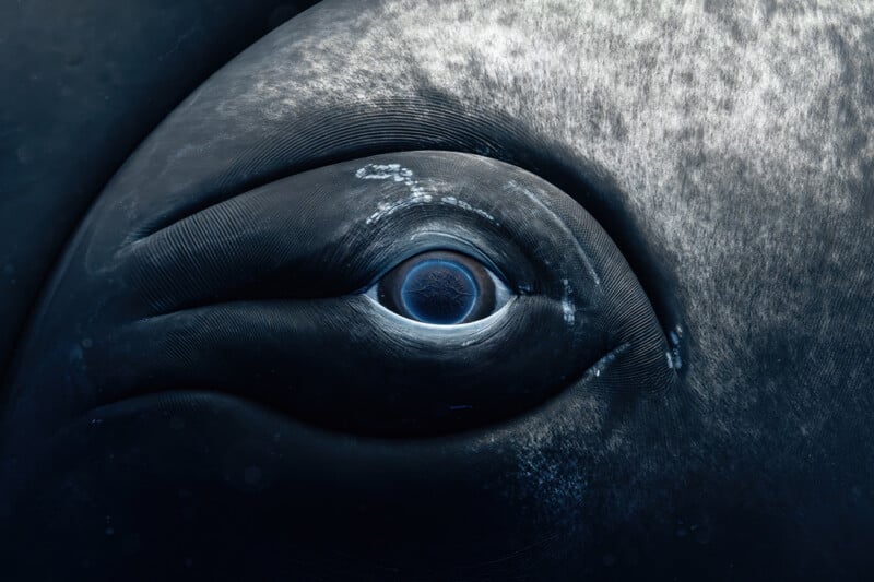 Close-up of a whale’s eye underwater, showing intricate skin texture, fine wrinkles, and subtle color variations from dark gray to light, highlighting the detail and depth of the animal’s gaze.