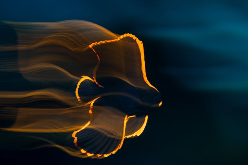 A fish with glowing orange-edged fins appears to swim gracefully in dark water, creating a blurred, ethereal motion effect against a deep blue background.