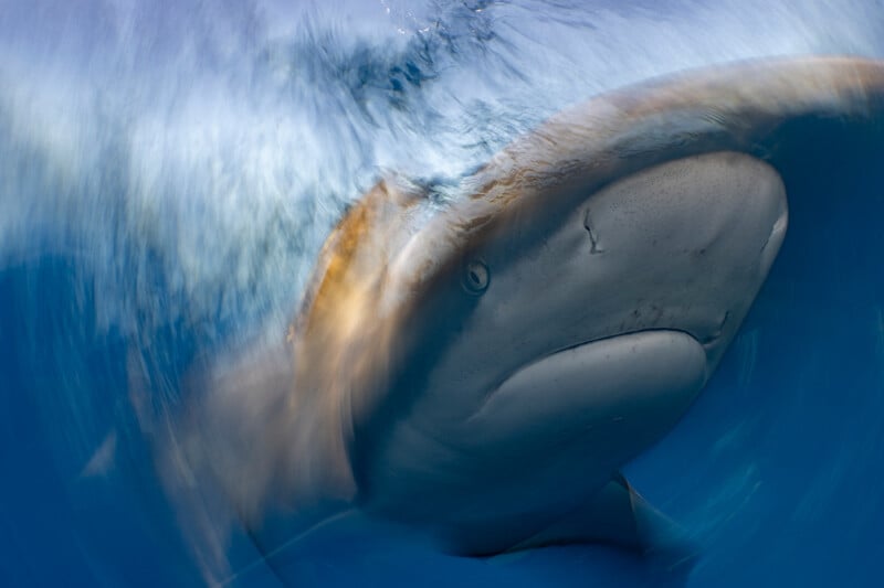A close-up underwater photo of a shark taken with motion blur, capturing the animal swimming through blue water with its mouth closed and the details of its face and body partially obscured.