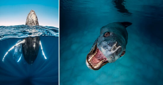 Split image: Left side shows a humpback whale emerging from the blue ocean. Right side shows a close-up of a leopard seal underwater with its mouth open, revealing sharp teeth.